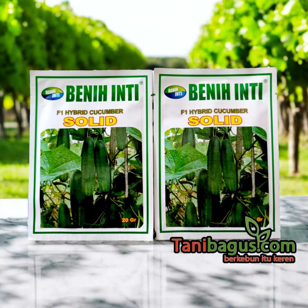 BENIH TIMUN F1 HYBRIDA SOLID 20 GRAM - BENIH INTI
