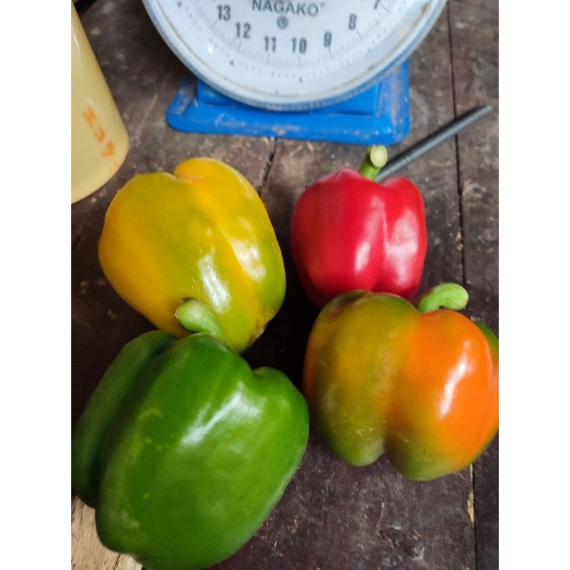 

paprika mix warna