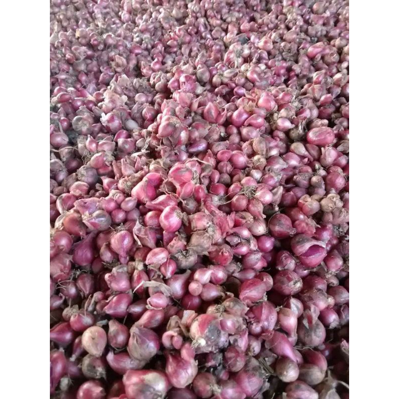 

Bawang Merah sedang ke bawah