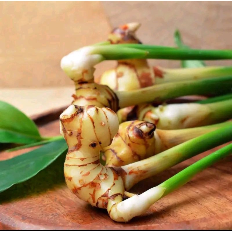 NEWW lengkuas segar 1kg.lengkuas putih (lebgkuas kampung) obat herbal. COD
