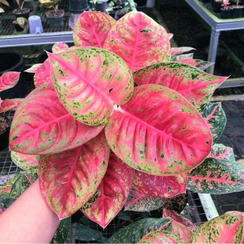 Tanaman Hias Aglonema Wulandari menor - aglonema wulandari murah meriah - aglonema Wulandari pink - 