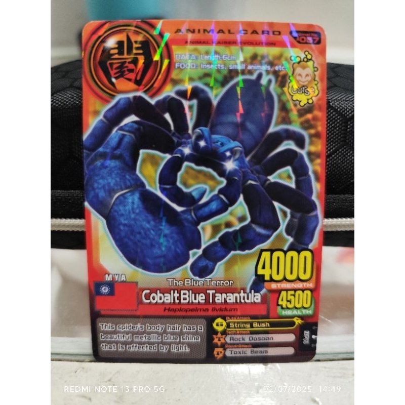 Animal kaiser COBALT BLUE TARANTULA