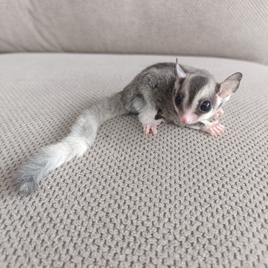 (Kurir Instant) Sugar Glider Platinum Mosaic Joey / SG PLATMOS Baby Jinak