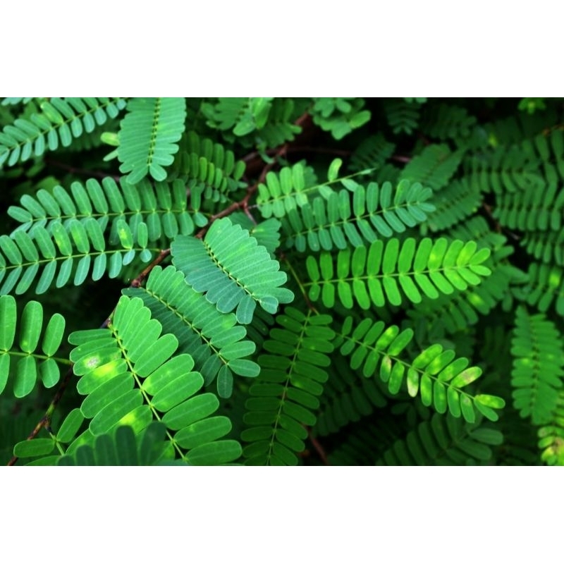 

100Gram DAUN SINOM SEGAR/WEDANG SINOM/GODONG SINOM