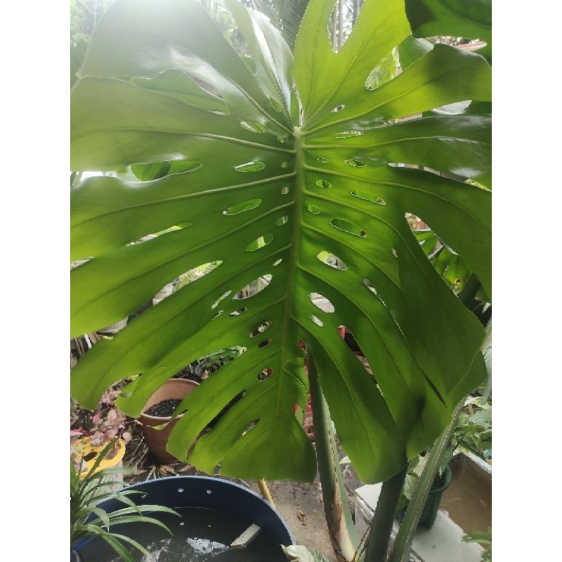 Monstera KING Deliciosa Jumbo