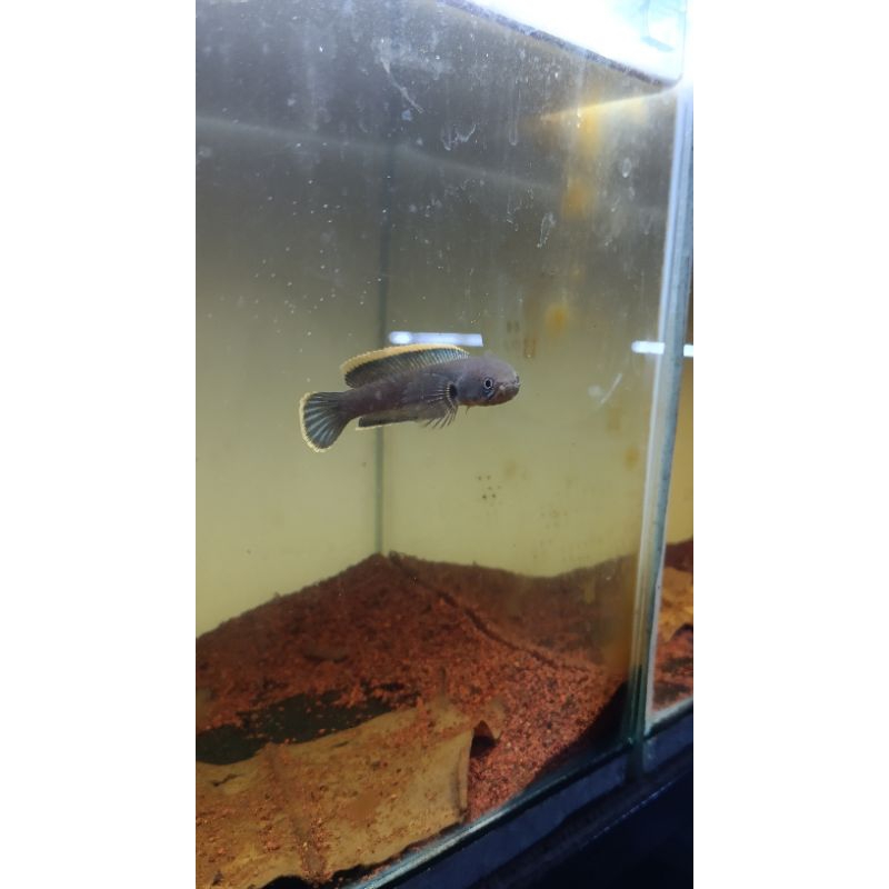 limbata bisa & limbata granit ganteng 5-7cm