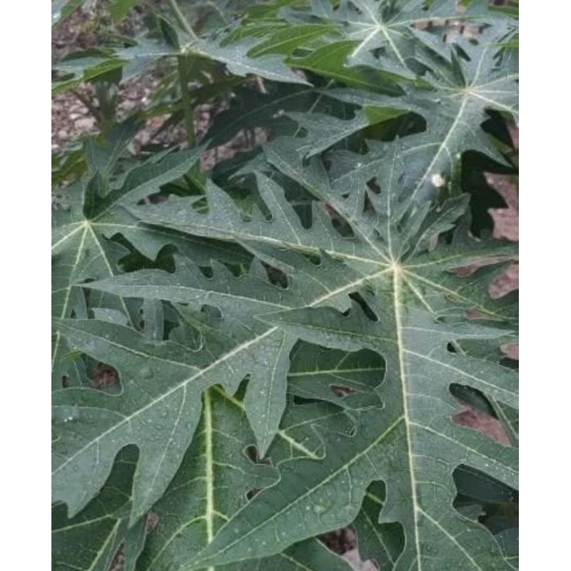 

DAUN PEPAYA FRESH LANSUNG PETIK LANGSUNG KIRIM