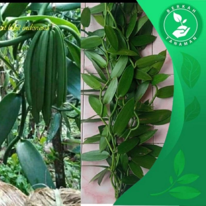 Bibit Unggul Vanili Planifolia Tahiti Stek Kualitas Super