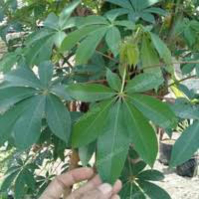 

daun randu segar asli herbal 500grm