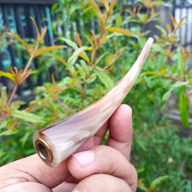 Once pipa cangklong tanduk kerbau bule