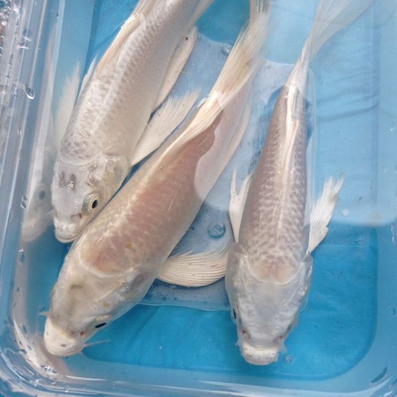 koi slayer platinum paket 3