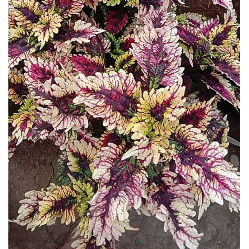 miana premium id cendrawasih//miana baru//no 116