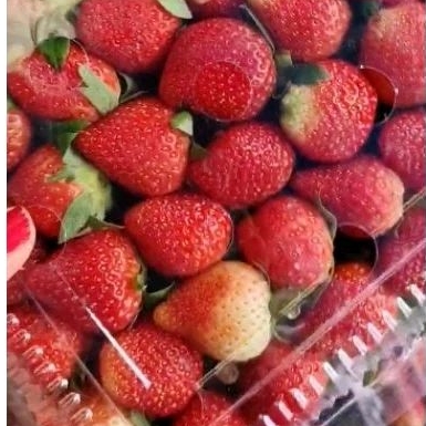 

PROMO TERMURAH BUAH STRAWBERRY FRESH PREMIUM 1KG