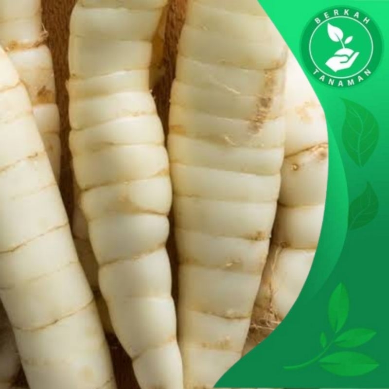 

Umbi Garut Fresh Terigu Umbi Garut Segar 1kg Obat Asam Lambung