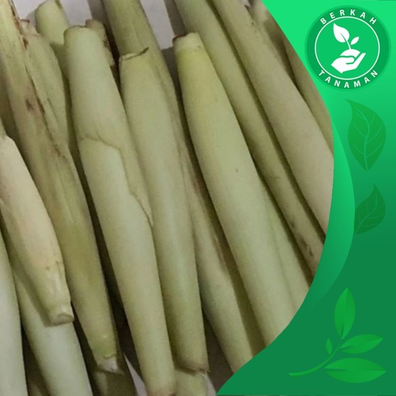 

Promo Terubuk Sayur Endog Tiwu Delewako Fresh 1kg