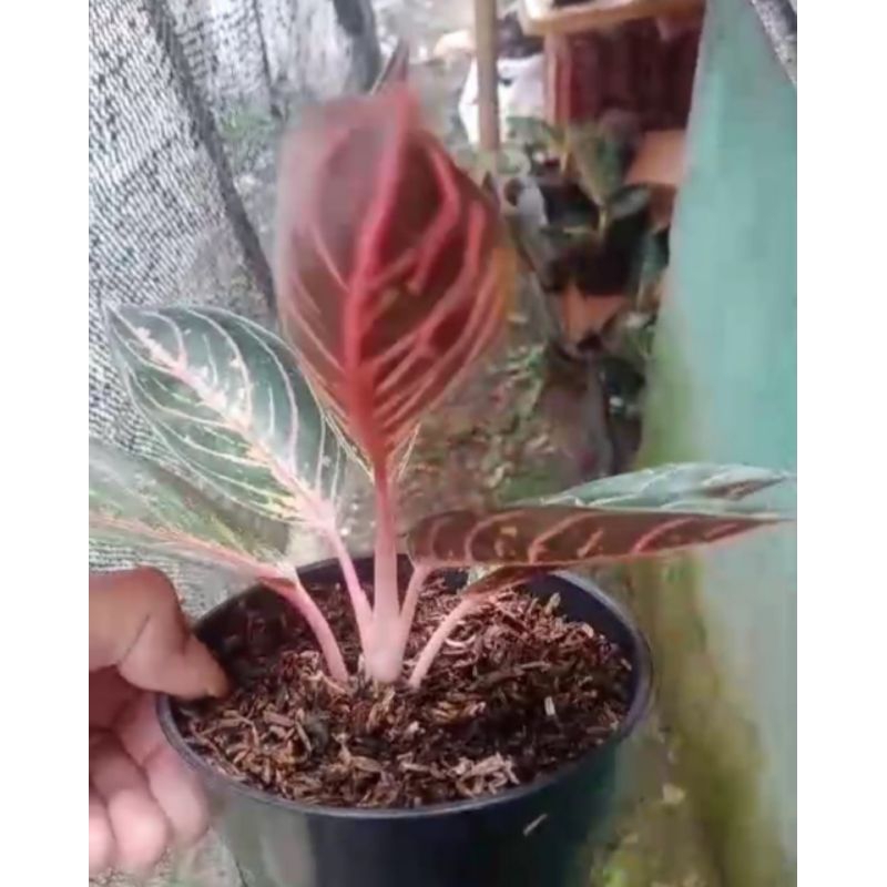 aglonema red sumatra dewasa