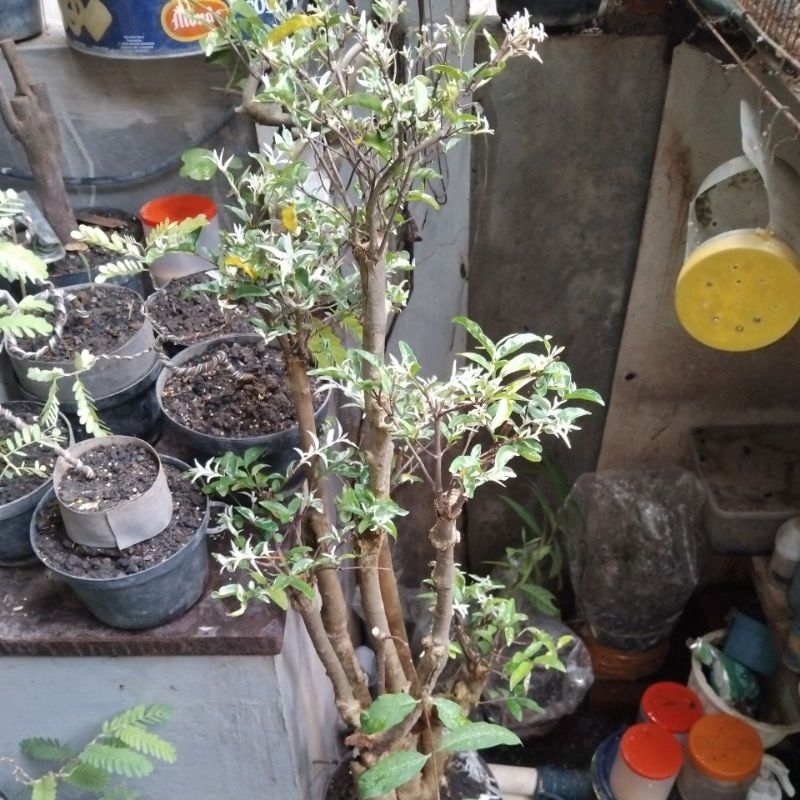 Bahan Bonsai Taman Batang Mentaos Okulasi Anting putri salju Real Pick