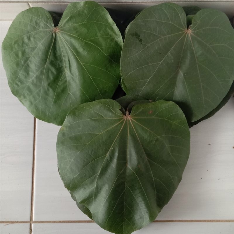 

Daun waru segar daun waru/tisuk