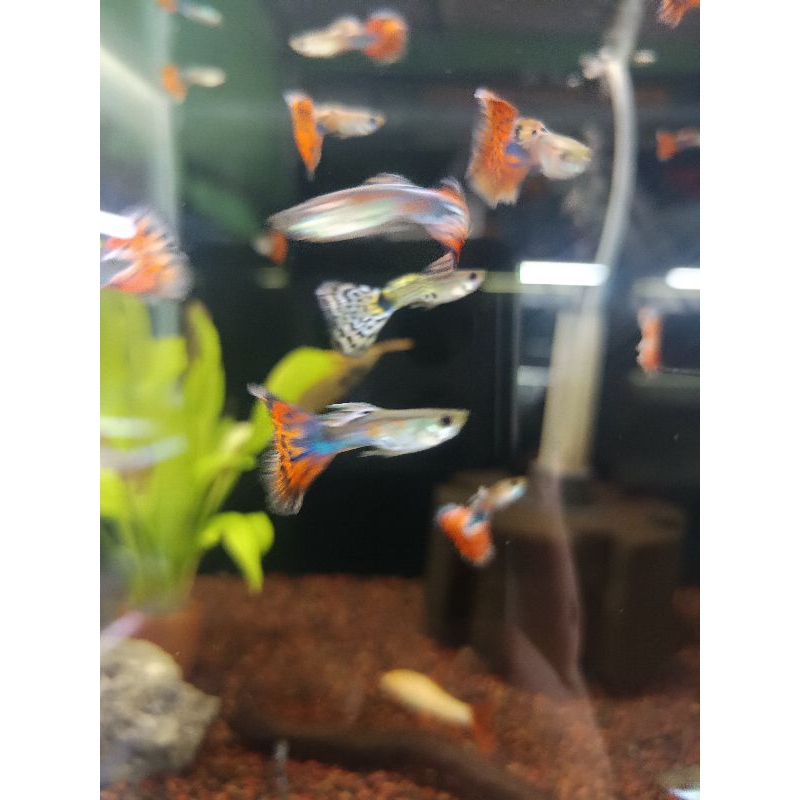 GUPPY / Ikan Hias / Aquarium