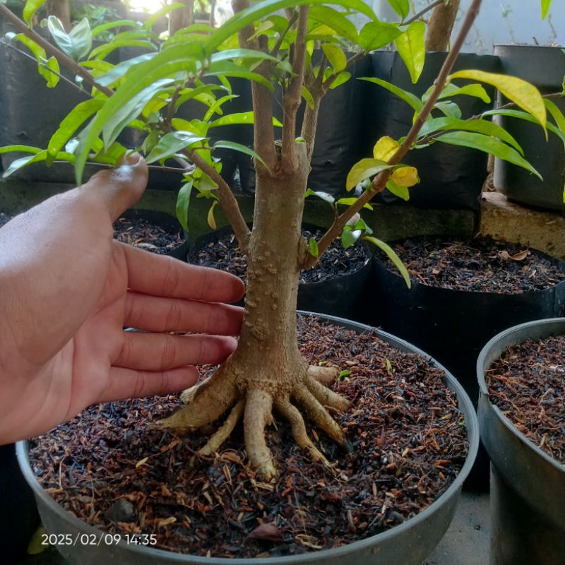 Anting putri prokar bonsai akar keliling