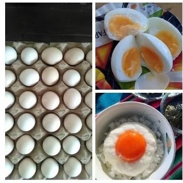 

Telur Ayam Kampung + Omega 3 Grade A Fresh Setiap Hari 1 pak isi 6 butir