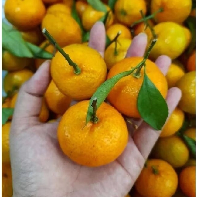 INDUKAN JERUK SANTANG MADU ORANGE KONDISI BERBUAH LEBAT.