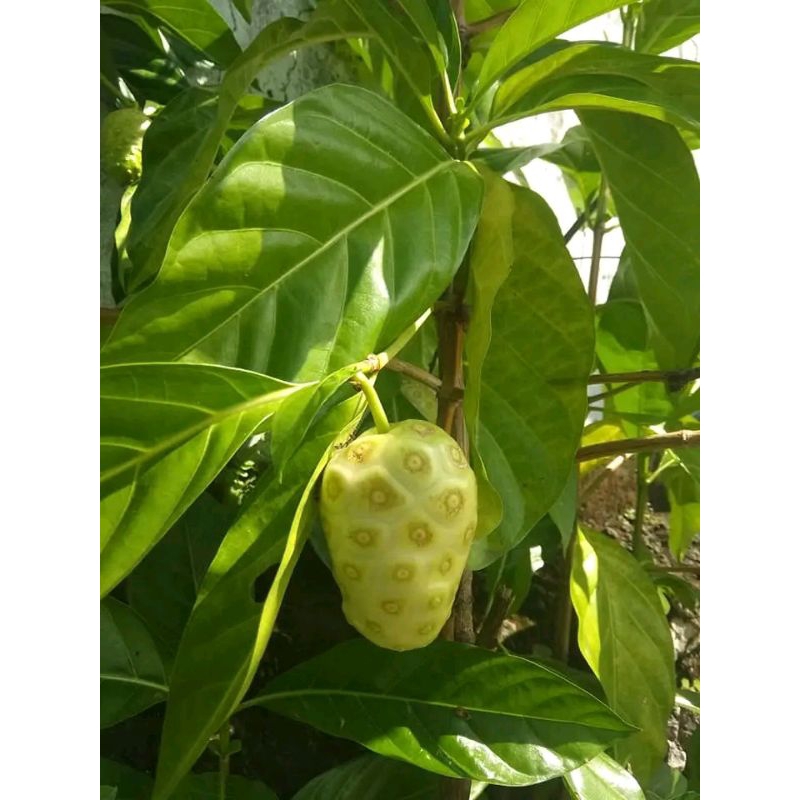 

buah mengkudu freshh baru di petik