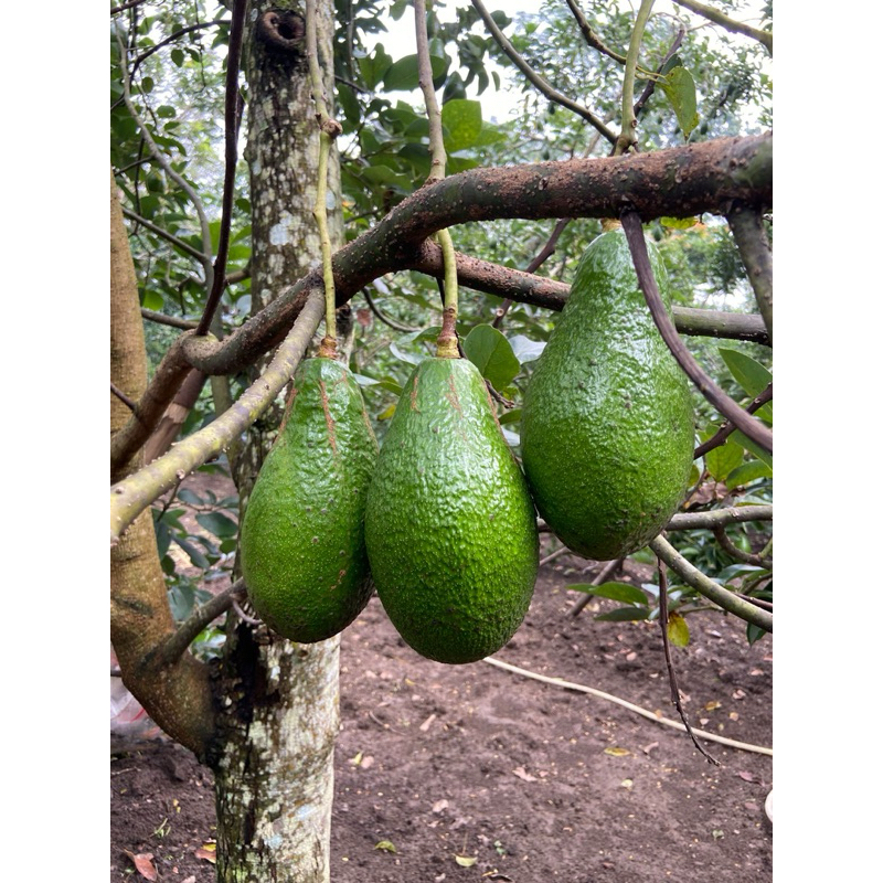 

alpukat pluwang/pangeran super jumbo asli klaten kaki gunung