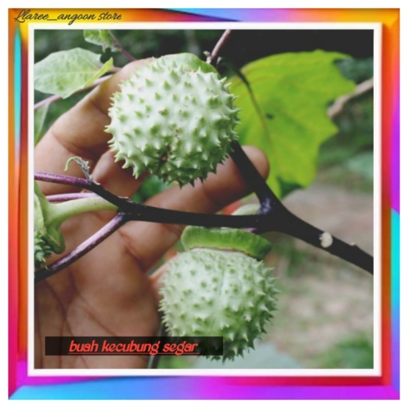 KECUBUNG WULUNG/ KECUBUNG WULUNG SEGAR