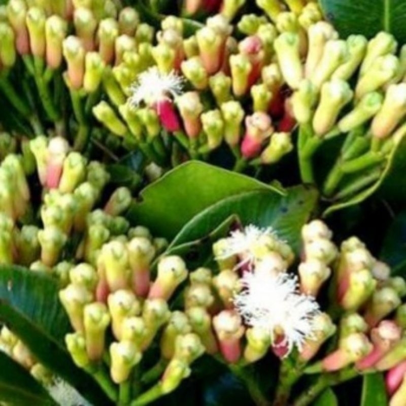 BIBIT CENGKEH ZANZIBAR OKULASI CEPAT BERBUAH