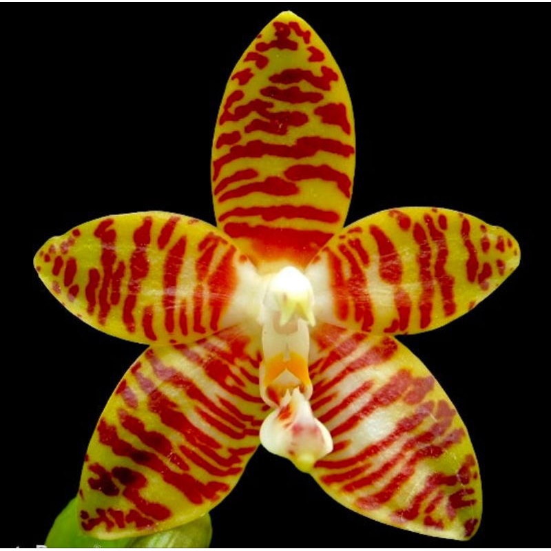 Phalaenopsis amboinensis var flavida