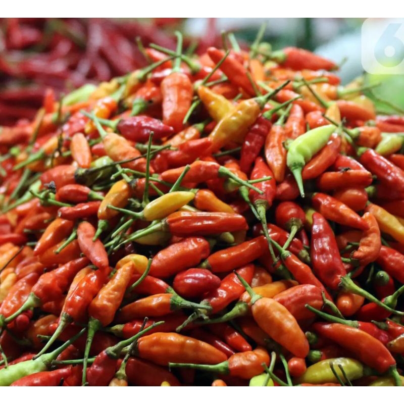 

Cabai Rawit Merah 500 gr