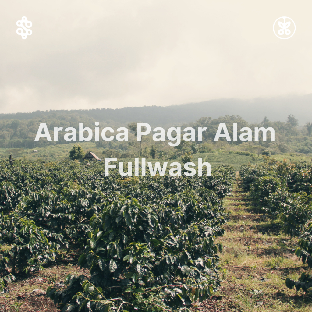 

Green Bean Coffee Arabica Pagar Alam Fullwash 1Kg