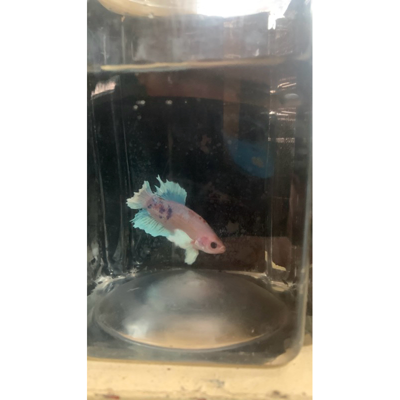 Giant big ear ikan cupang giant ikan cupang aduan ikan cupang bangkok