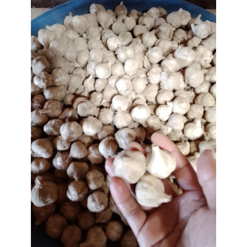 

Bawang Putih Asli Lawu