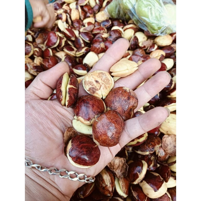 

(COD) JENGKOL FRESS 1KG SIAP KIRIM