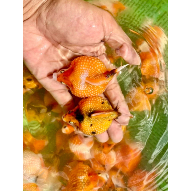 PROMO PAKET ISI 4 BIJI MAS KOKI MUTIK/MUTIARA