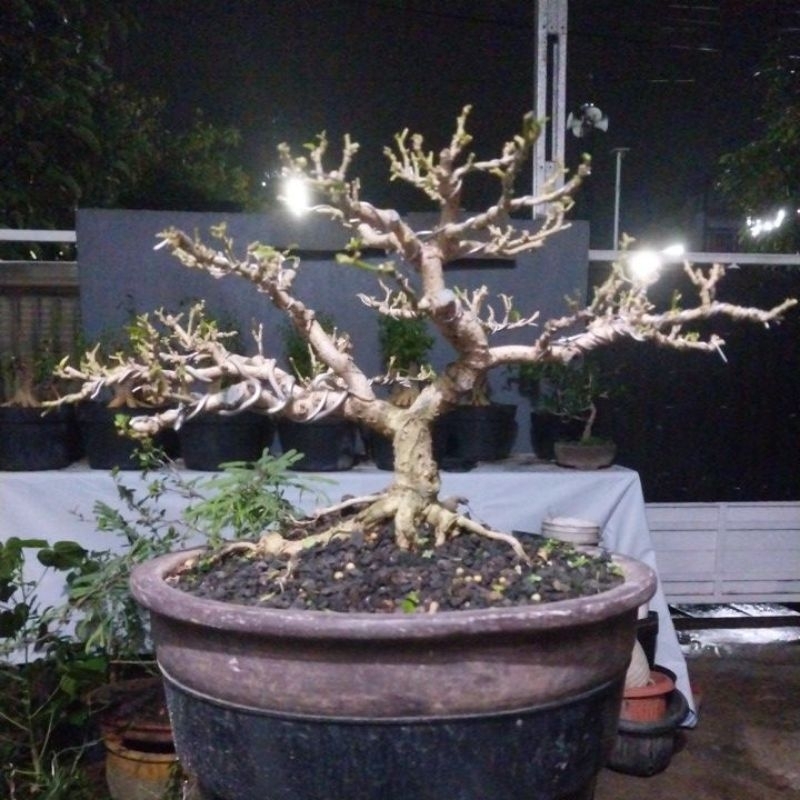 Bonsai Waru siap kontes