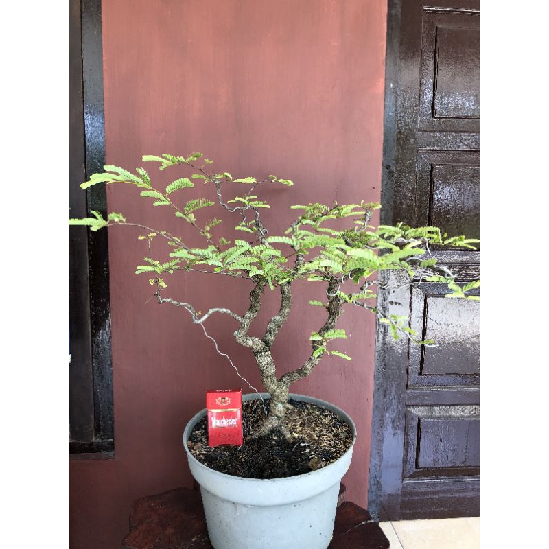 BONSAI ASEM JAWA / BAHAN BONSAI ASEM JAWA