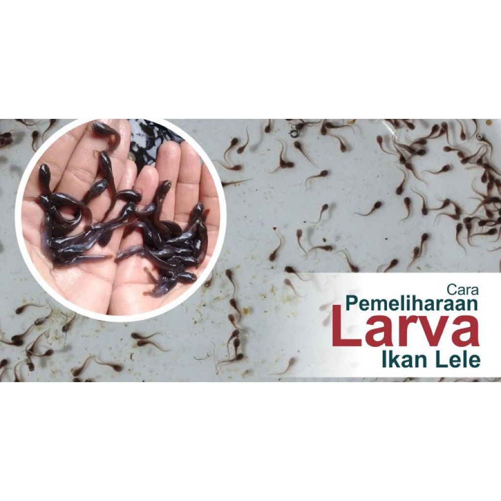 Paket hemat 200 Ekor Lele Sangkuriang Budidaya Lele Kolam Terpal/Bioflog/rumahan