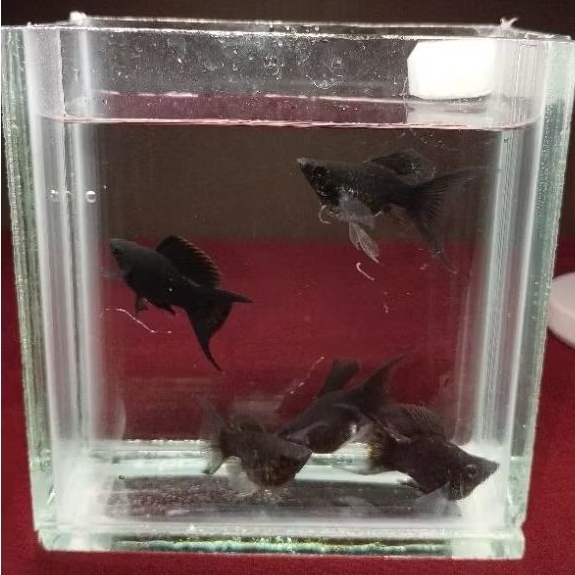 ikan molly balon black Cawang