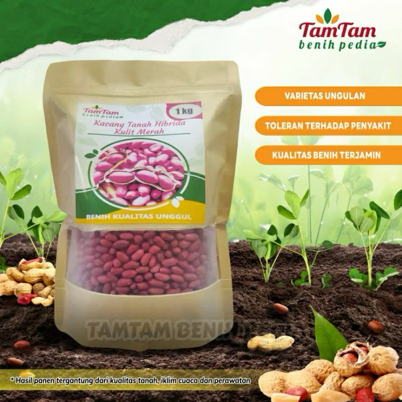 Benih kacang tanah jumbo super hibrida/kulit merah 1kg