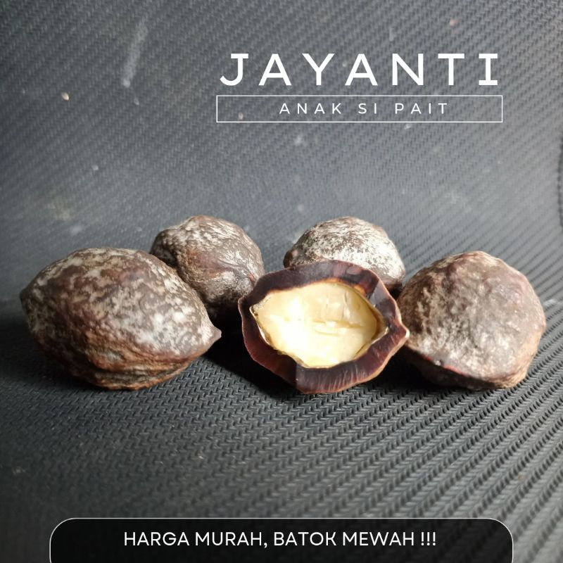 Muncang Adu Jenis Jayanti Anak Pait Batok Tebal Si Tampungan