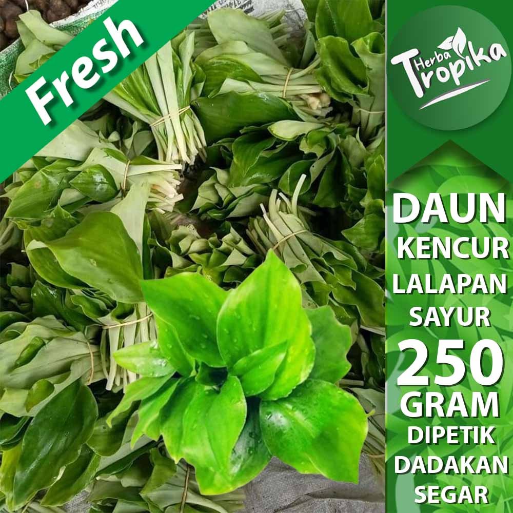 

Sayur Lalapan Daun Kencur/ Cikur Muda enak 250 gram segar toko herba tropika