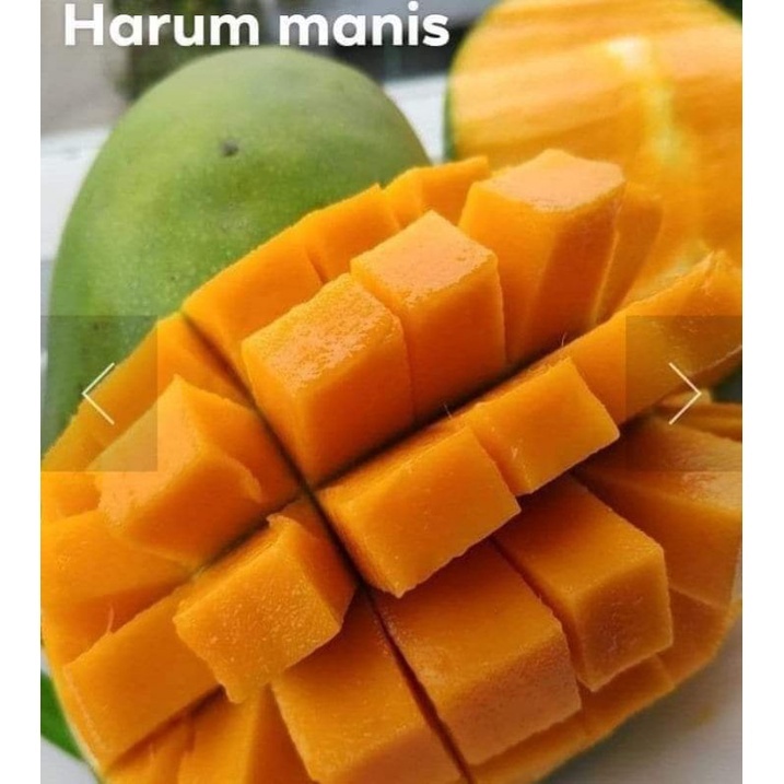 Bibit Tanaman Mangga Harum Manis Kondisi Rimbun Bisa Berbuah dalam Pot