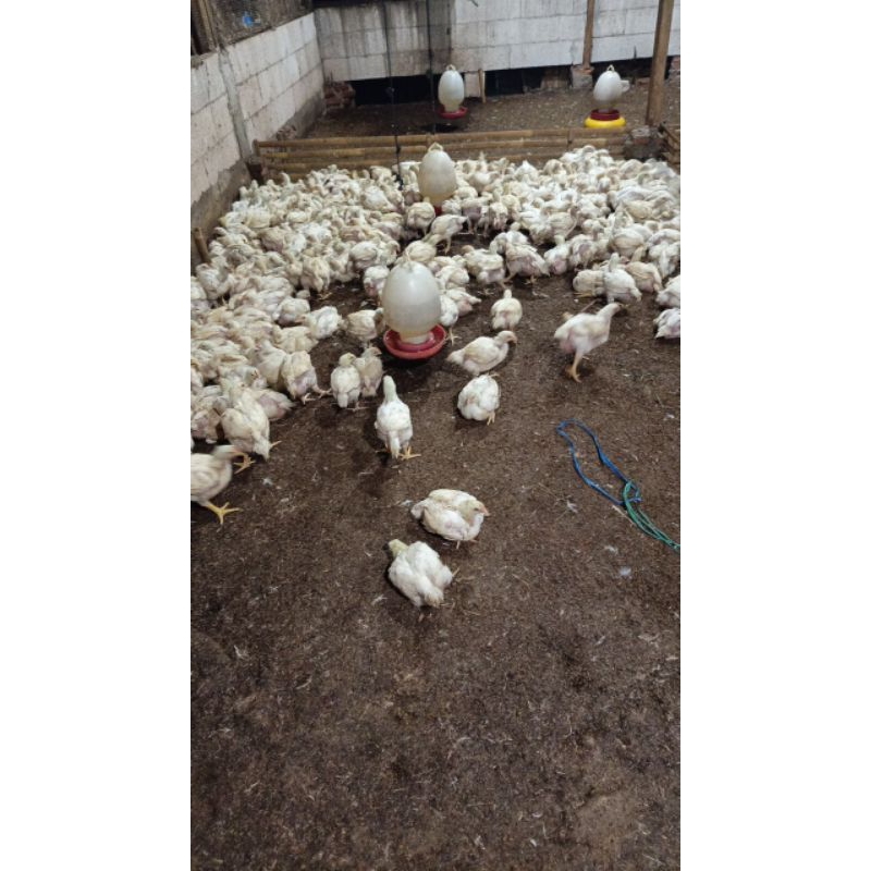 

ayam potong