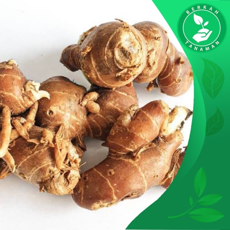 

Kencur Segar Cikur Fresh Murah Asli Ekspor Quality - Kecil