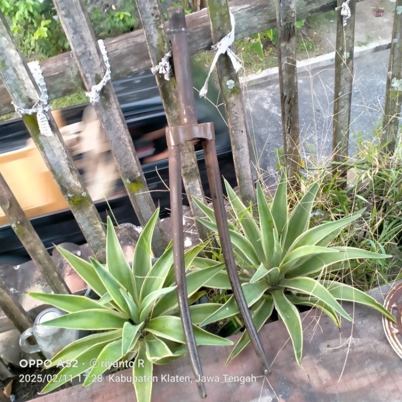 fork garbu sepeda onthel philips heren 22/55