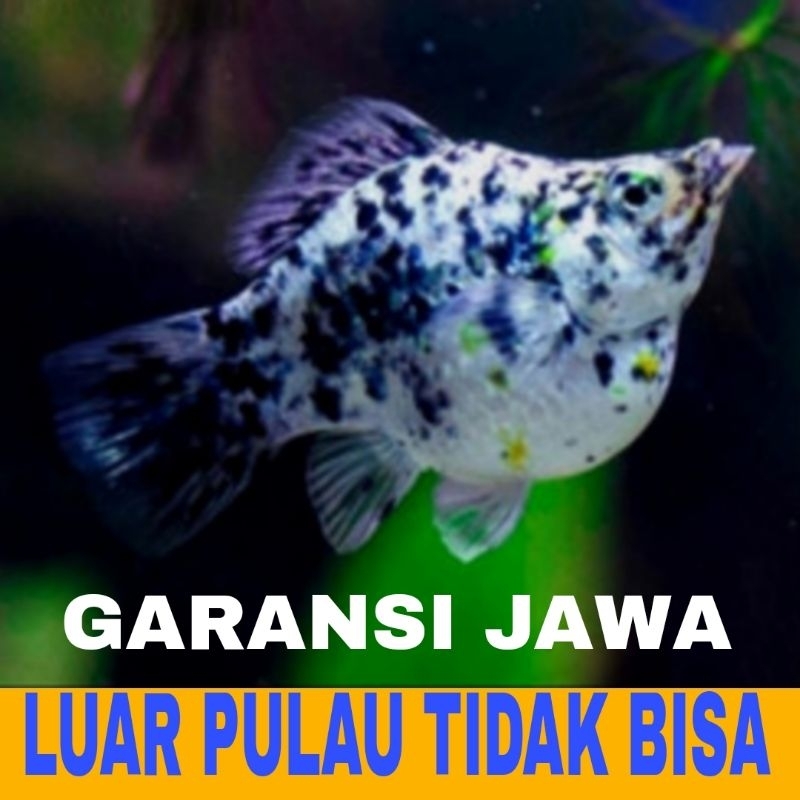 molly marble balon isi 15