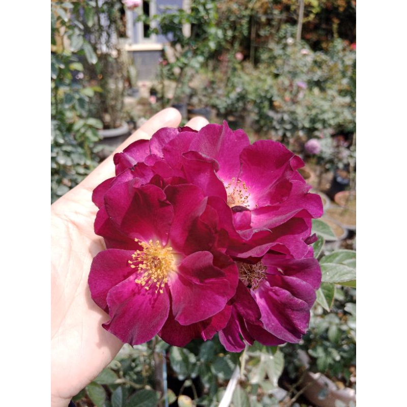 Mawar Import Night owl/Mawar ungu tua